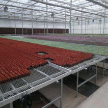 2020苗床價(jià)格 報(bào)價(jià) 苗床批發(fā) 第2頁 園林網(wǎng)