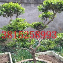 吳中區(qū)光福宏圖苗木經(jīng)營(yíng)部 供應(yīng)產(chǎn)品